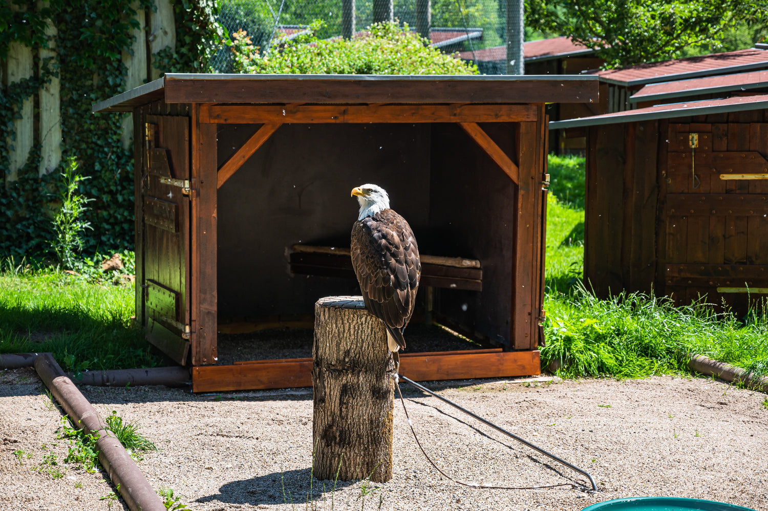 Falconry Cages & Traps